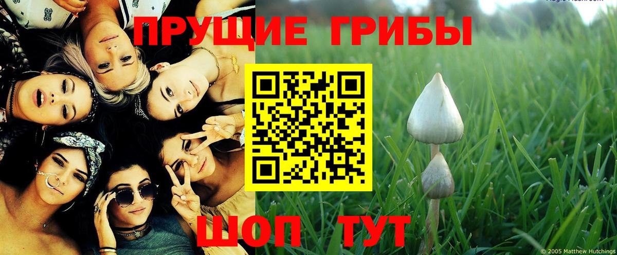 Бердск  Псилоцибиновые грибы Magic Shrooms  Вход с VPN 